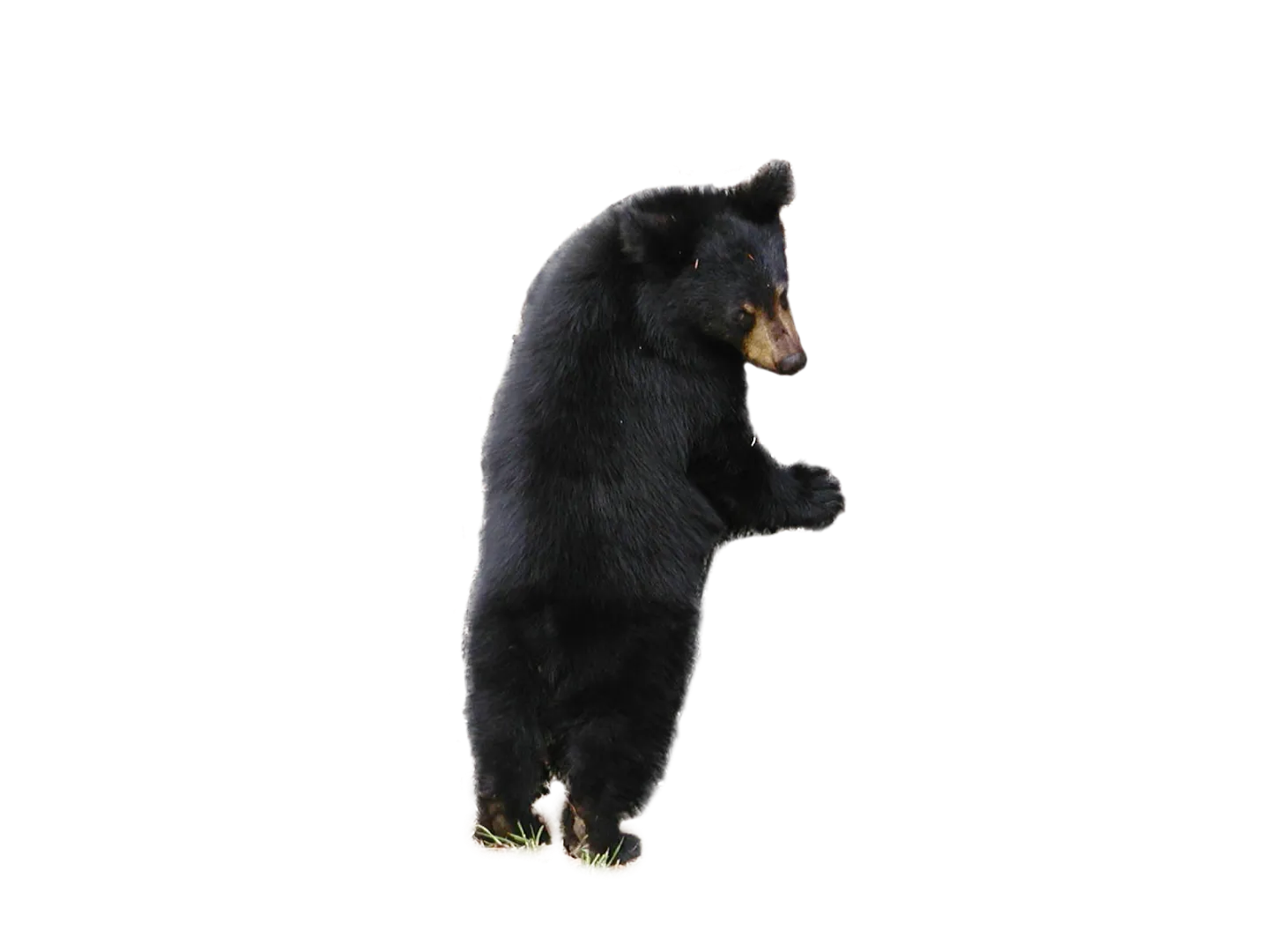 bear with Christmas hat, holiday festive design, cute png